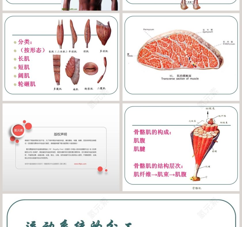 人的运动系统和保健教学ppt课件第6张