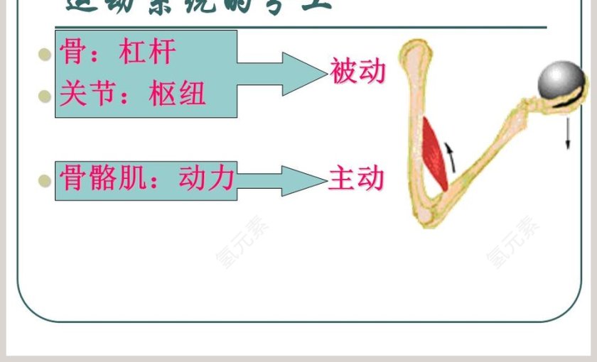人的运动系统和保健教学ppt课件第7张