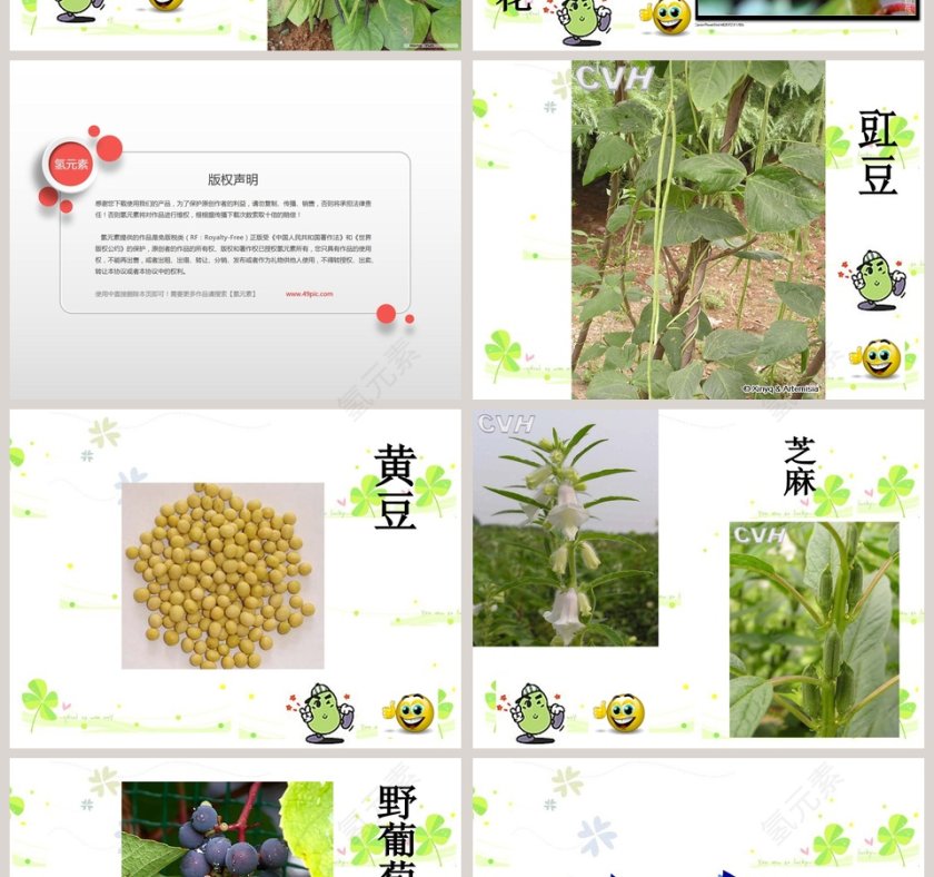 幼儿园大班幼儿园大班课件：种子的旅行第4张