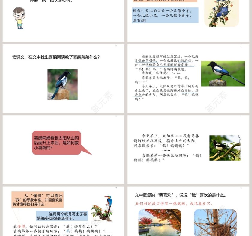 枫树上的喜鹊语文教学PPT课件第3张