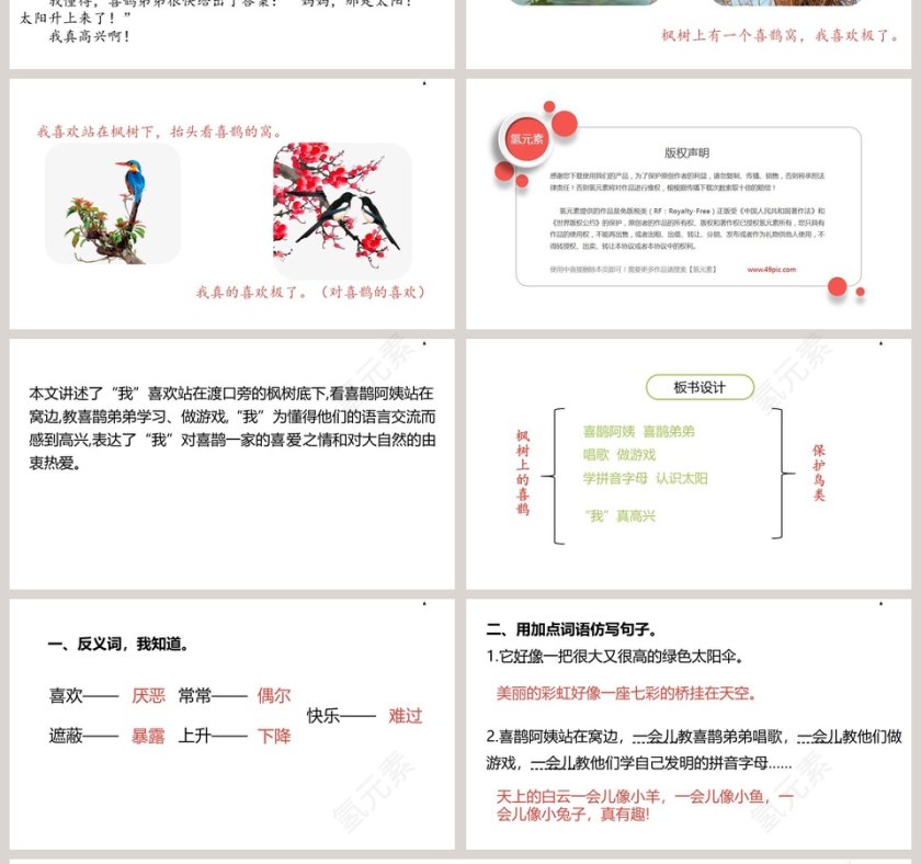 枫树上的喜鹊语文教学PPT课件第4张