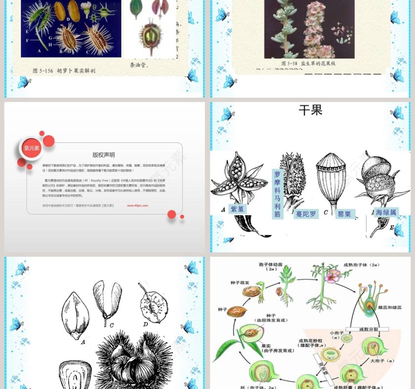结果了-鄂教版三年级科学下册课件教学ppt课件第5张
