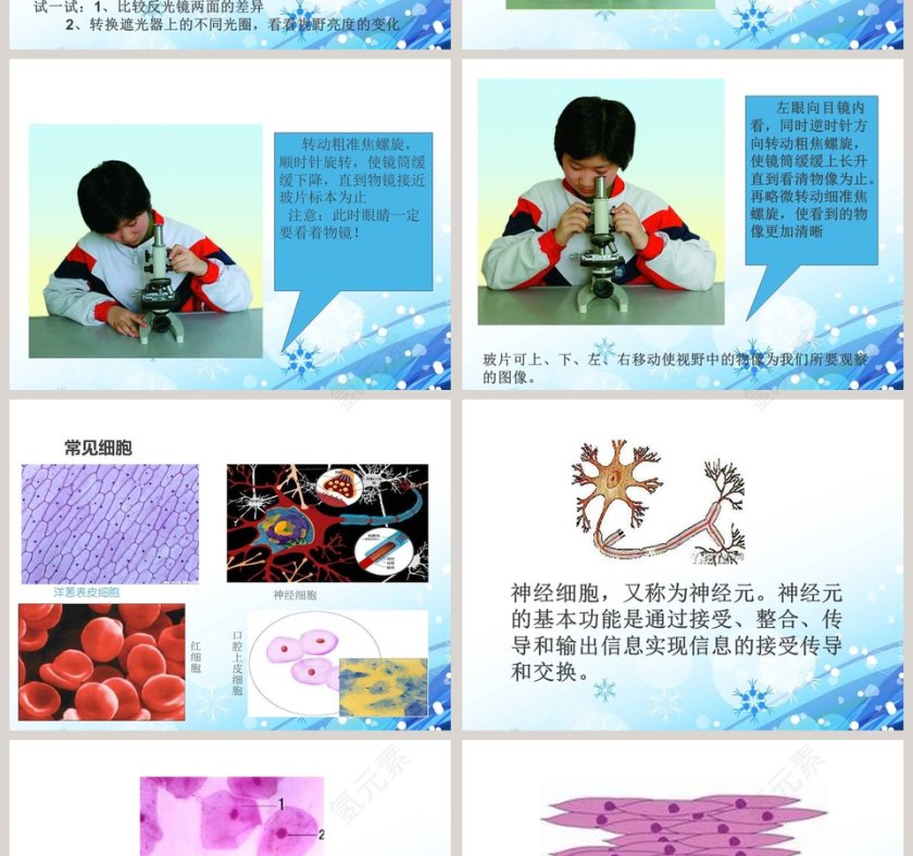 解开生物体结构的秘密教学ppt课件第4张