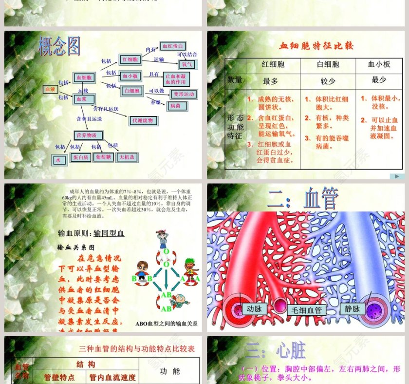 血液在人体内的循环-PPT模板第2张