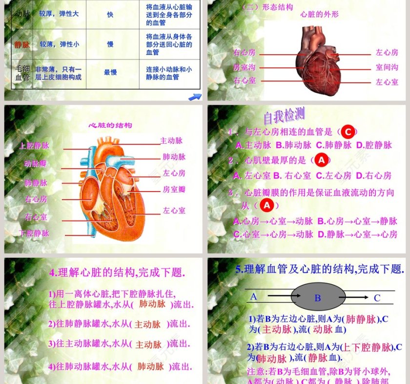 血液在人体内的循环-PPT模板第3张