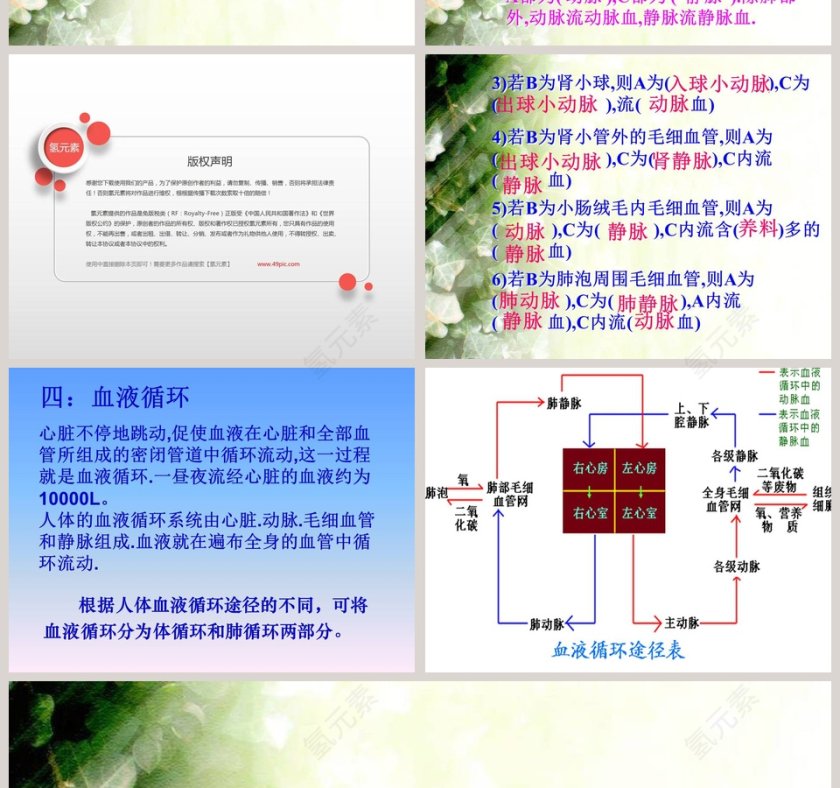 血液在人体内的循环-PPT模板第4张