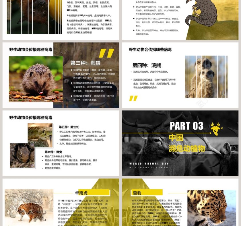 简约清新保护野生动物PPT模板第3张