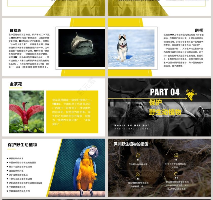 简约清新保护野生动物PPT模板第4张