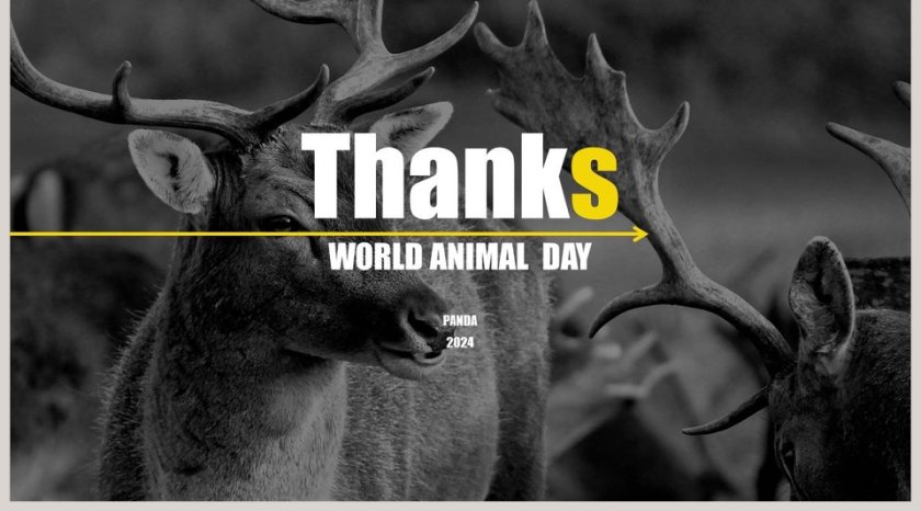 简约清新保护野生动物PPT模板第5张