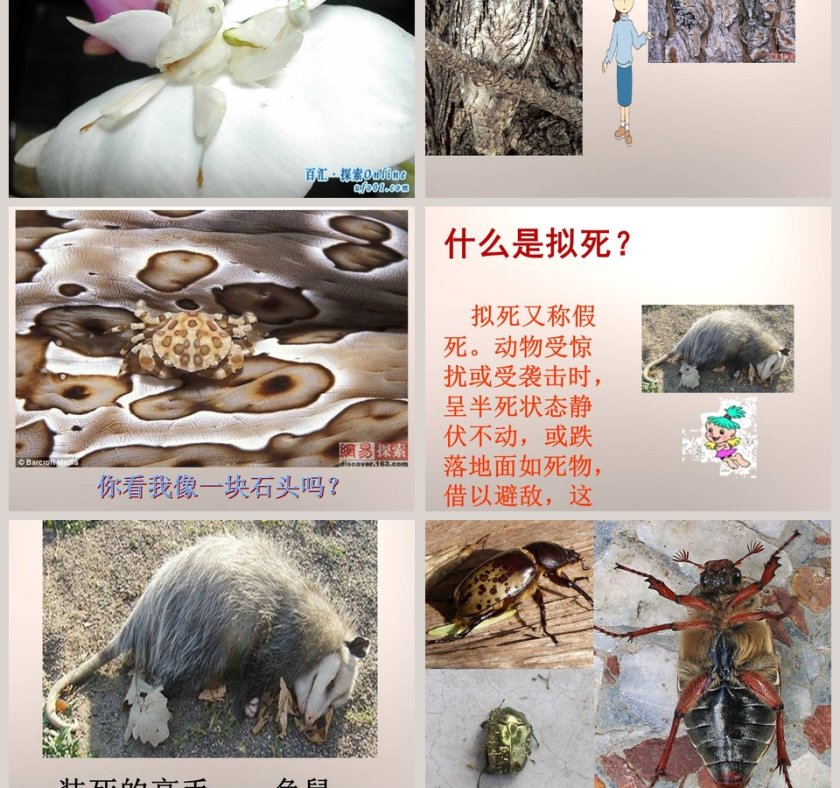 动物的防御-五年级科学下册教学ppt课件第5张