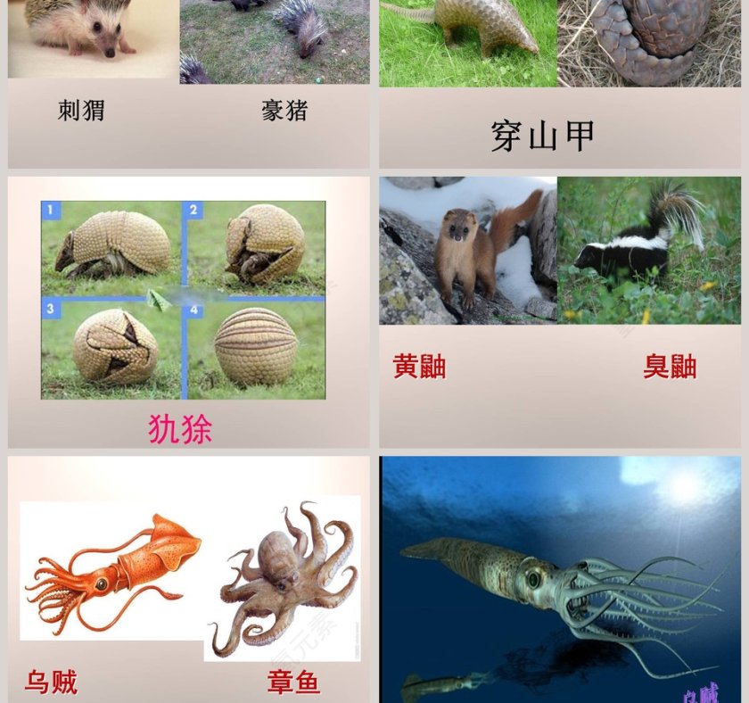 动物的防御-五年级科学下册教学ppt课件第7张