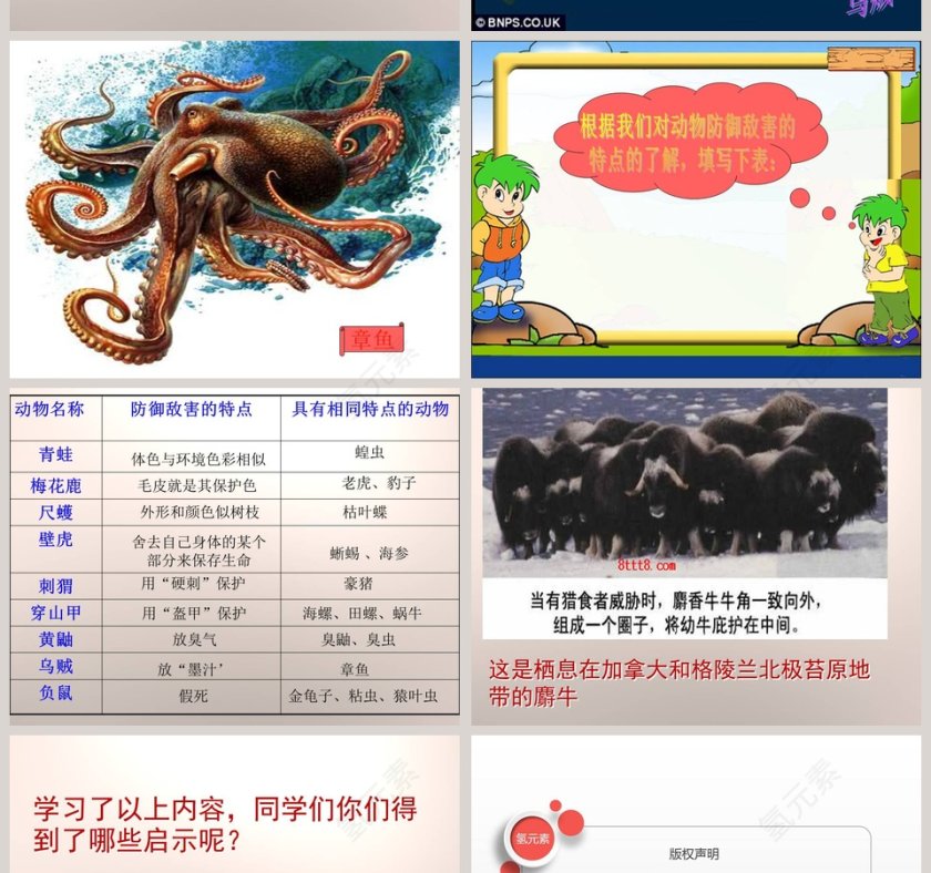 动物的防御-五年级科学下册教学ppt课件第8张