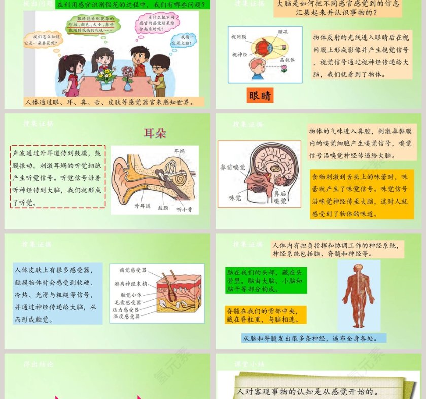 感官大脑与认知-大象版科学五年级上册教学ppt课件第2张