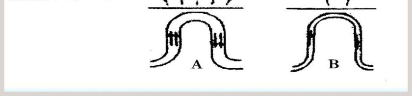 体温的控制教学ppt课件第7张