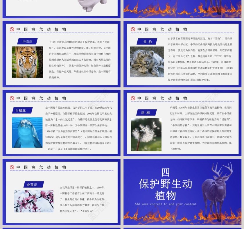 禁食野味保护野生动物PPT模板第4张