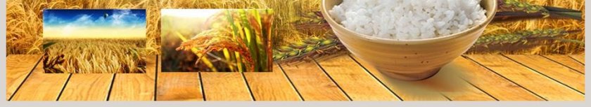 农业水稻种植农业招商农产品宣传PPT模板第6张