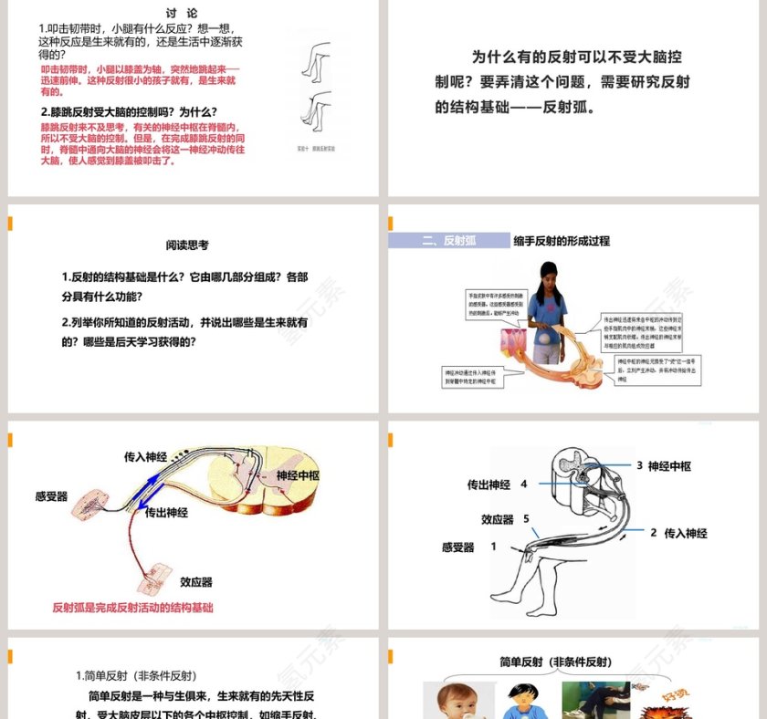 神经调节的基本方式教学ppt课件第2张