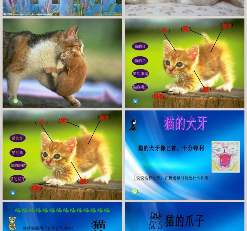 鄂教版三年级科学上册课件PPT模板下载第2张