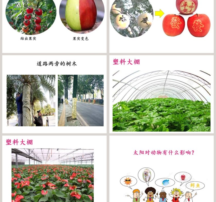 太阳对动植物的影响-大象出版社一年级下册第三单元第二课教学ppt课件第3张