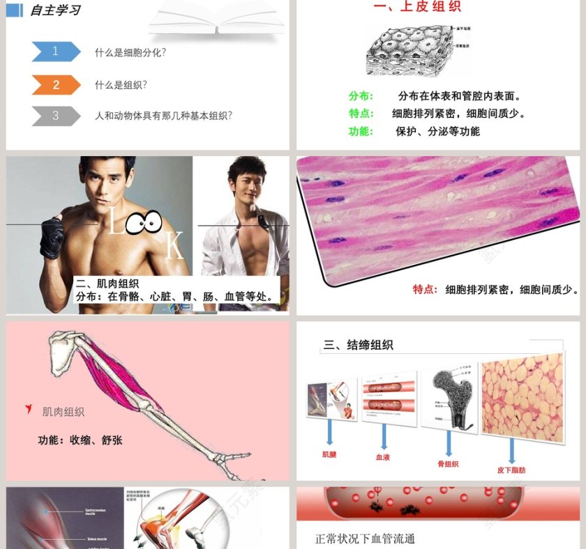 -细胞分化形成组织教学ppt课件第2张