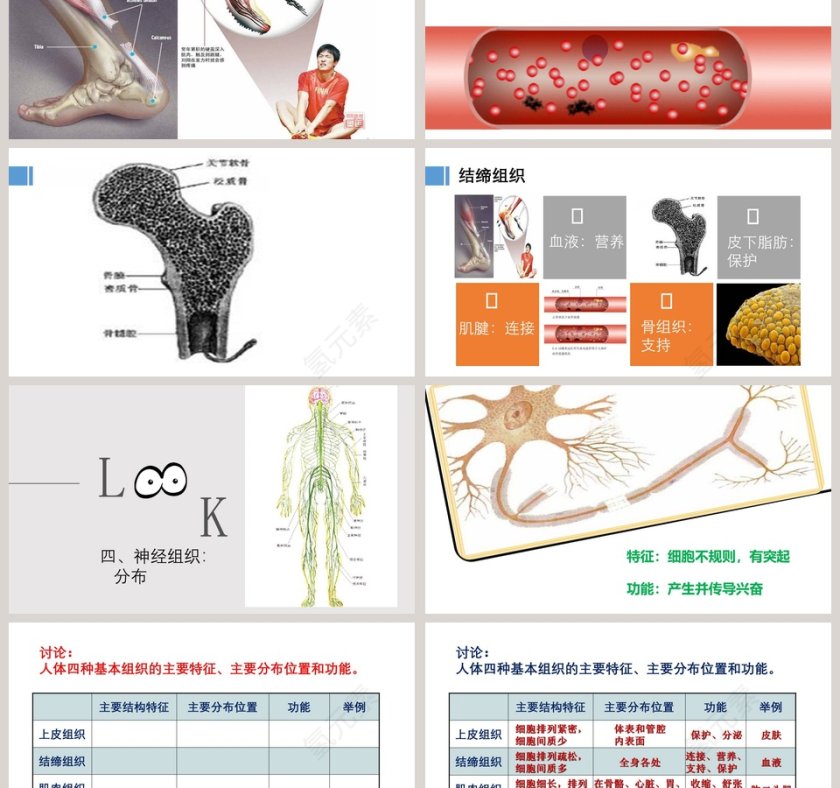 -细胞分化形成组织教学ppt课件第3张