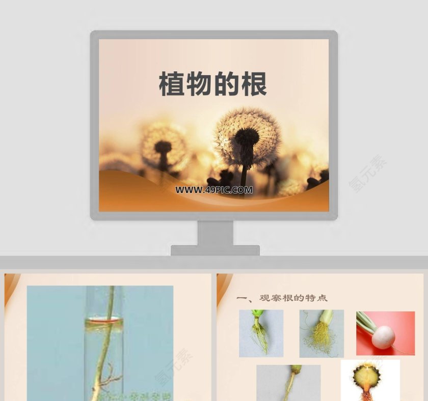 植物的根教学ppt课件第1张