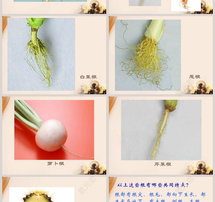 植物的根教学ppt课件第2张