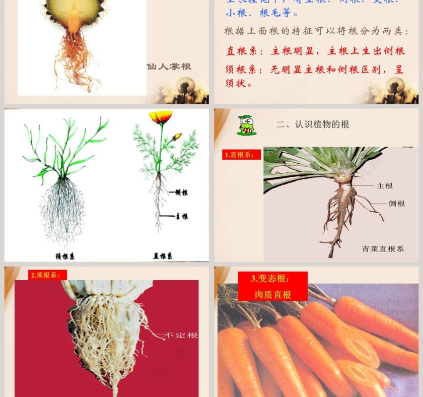 植物的根教学ppt课件第3张
