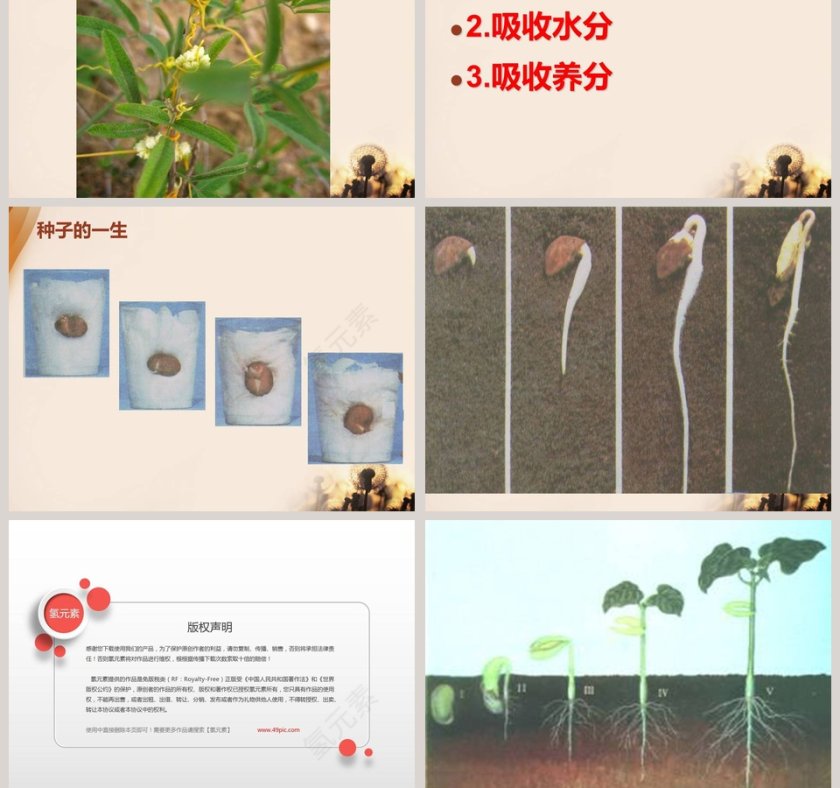 植物的根教学ppt课件第5张