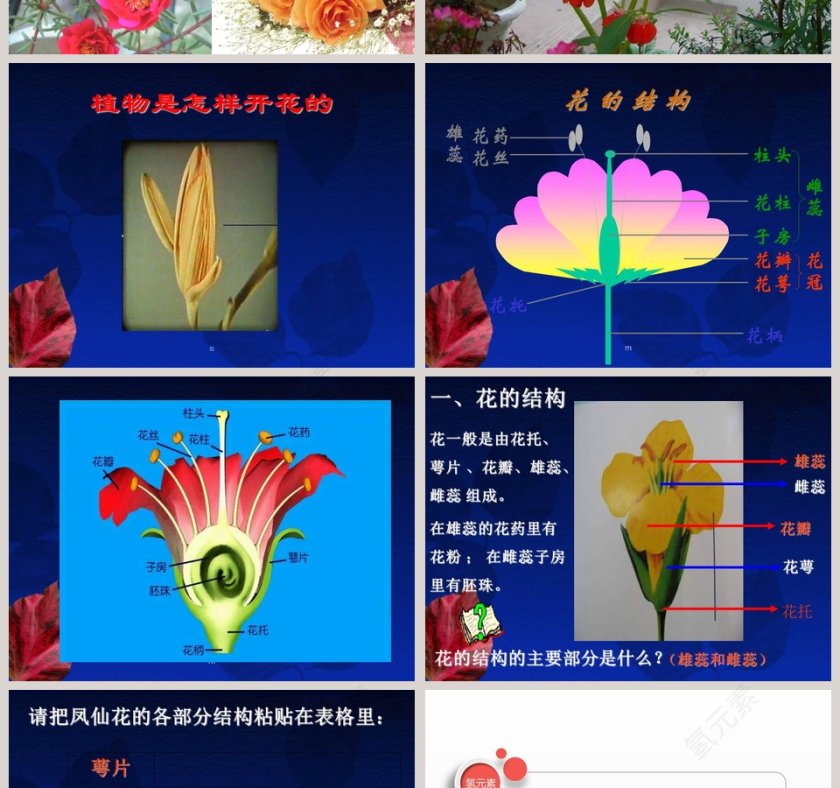 开花了-鄂教版三年级科学下册课件教学ppt课件第2张