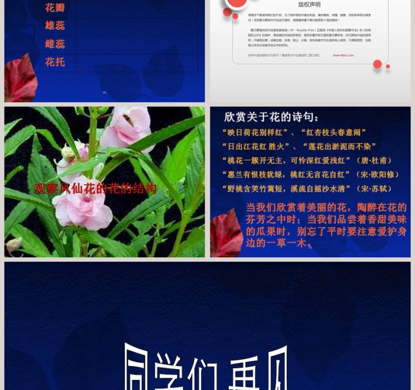 开花了-鄂教版三年级科学下册课件教学ppt课件第3张