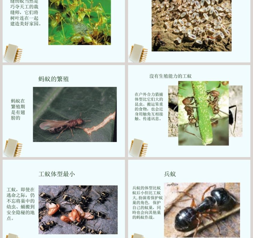 三年级科学上册课件校园里PPT模板免费下载第3张