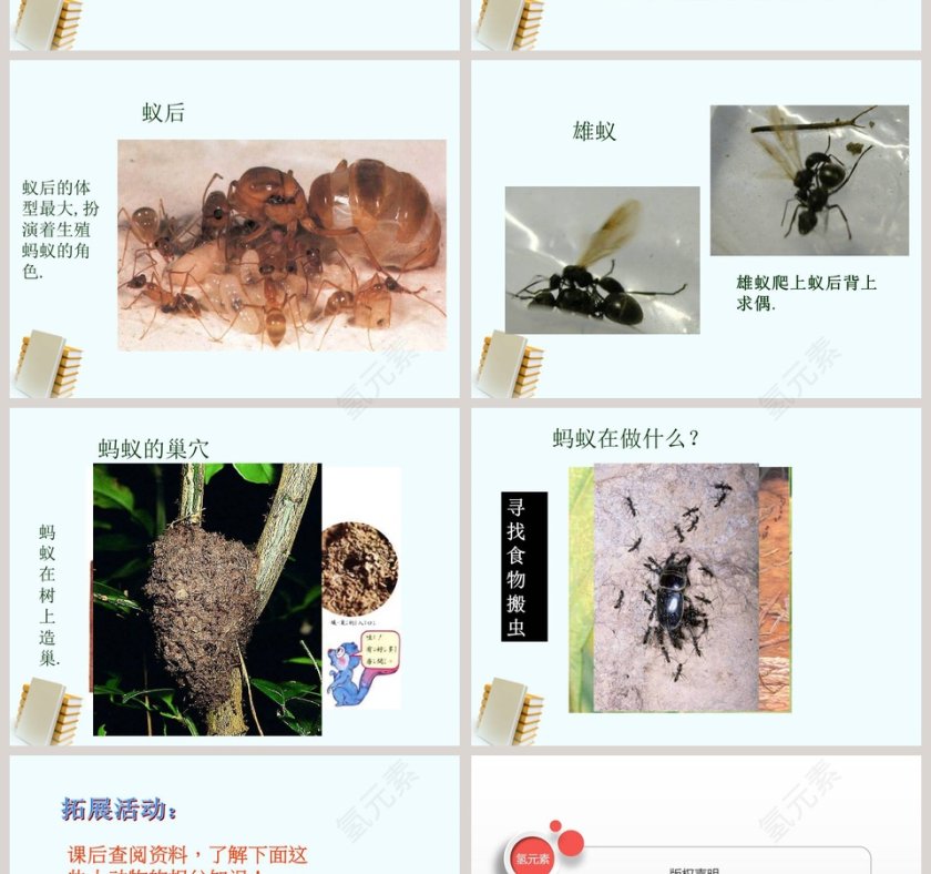 三年级科学上册课件校园里PPT模板免费下载第4张