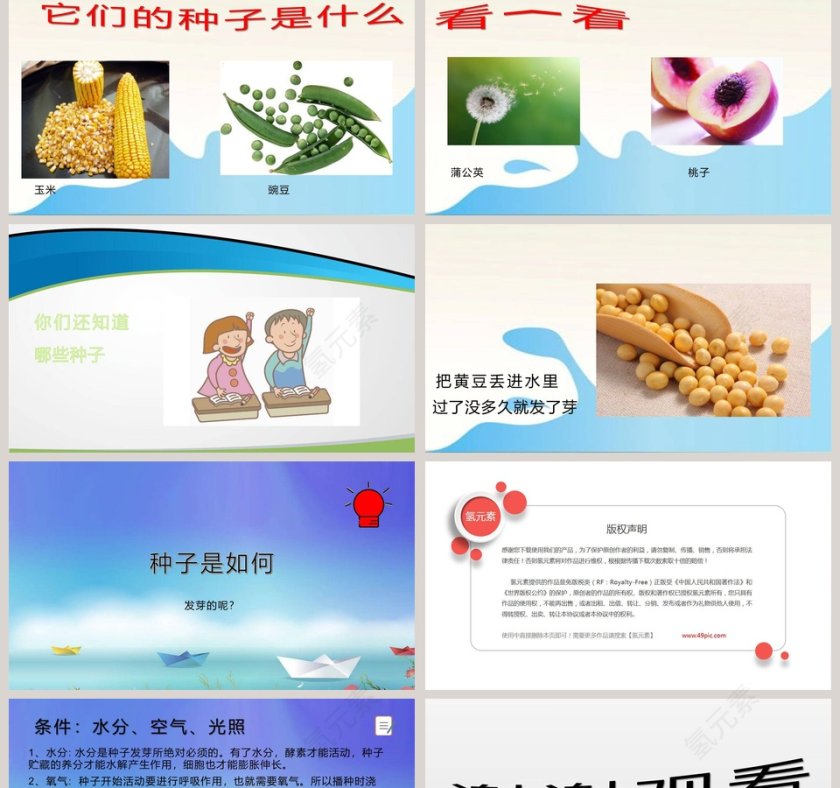 试种一粒籽教学ppt课件第2张