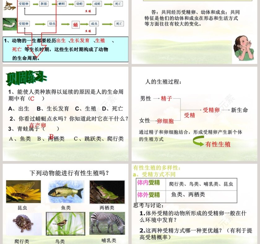 -动物的生长时期教学ppt课件第3张