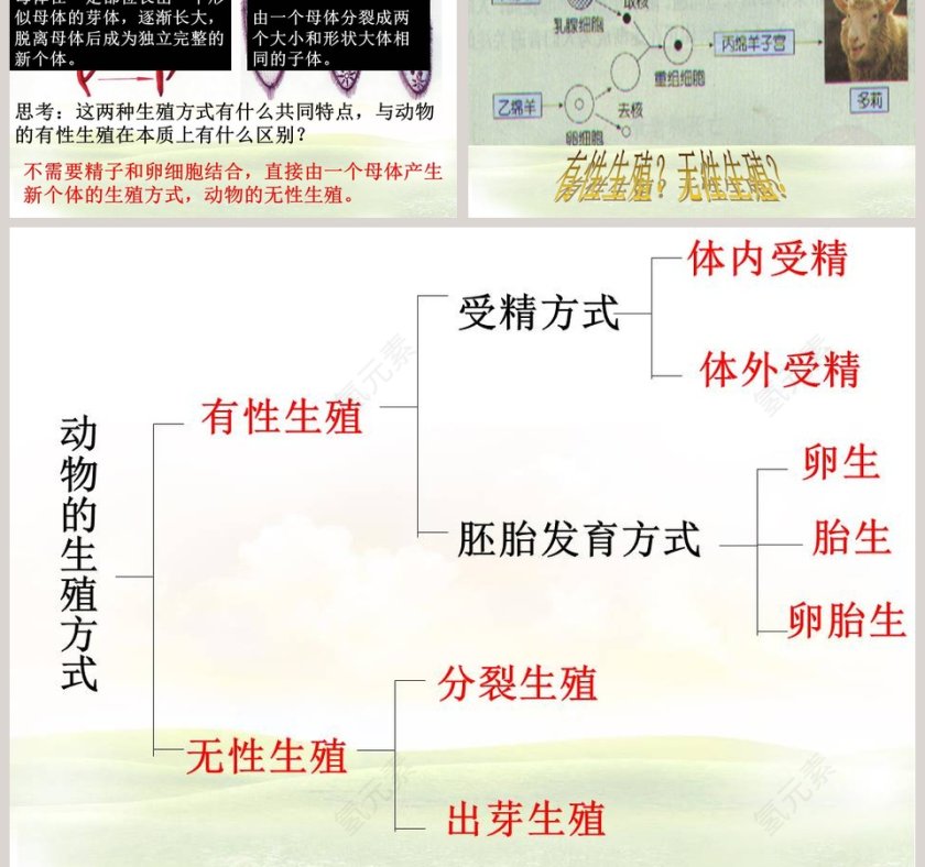 -动物的生长时期教学ppt课件第5张