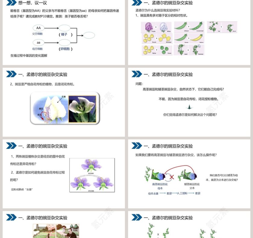 人教版初中生物八年级下册教学ppt课件第2张