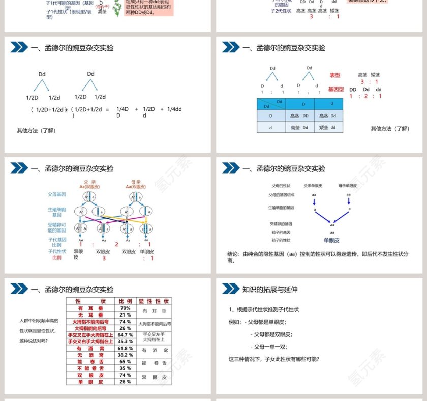 人教版初中生物八年级下册教学ppt课件第4张