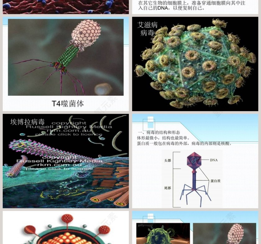 青岛版五年制五年级科学上册课件-病 毒教学ppt课件第4张