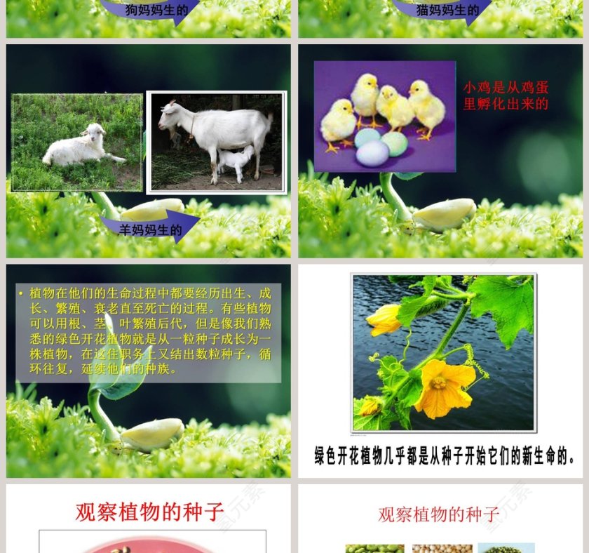 植物的生长变化教学ppt课件第2张