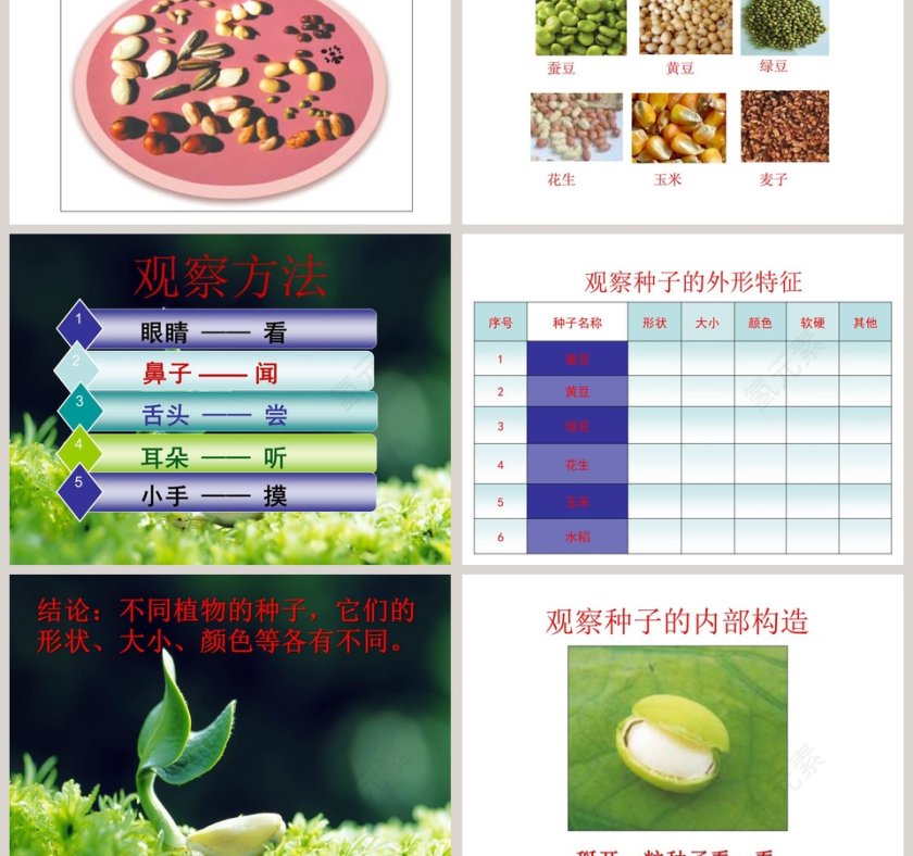 植物的生长变化教学ppt课件第3张