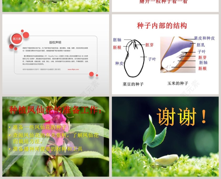 植物的生长变化教学ppt课件第4张