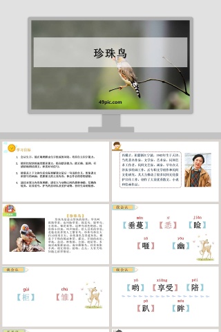 珍珠鸟语文教学PPT课件