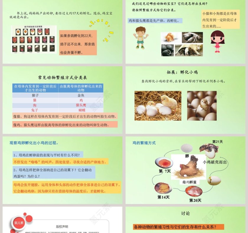 动物的繁殖教学ppt课件第2张