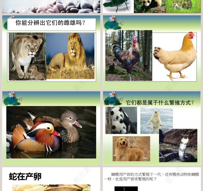 动物的繁殖-鄂教版五年级科学下册教学ppt课件第2张