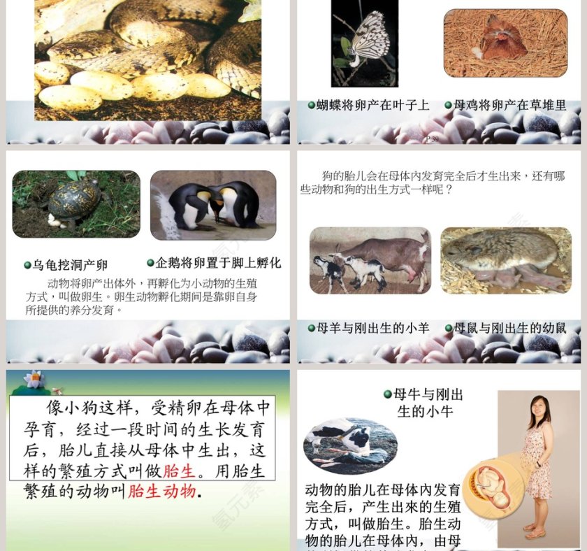 动物的繁殖-鄂教版五年级科学下册教学ppt课件第3张