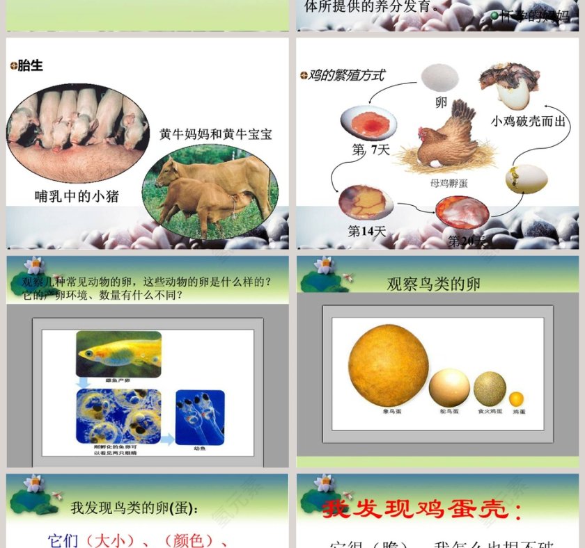 动物的繁殖-鄂教版五年级科学下册教学ppt课件第4张