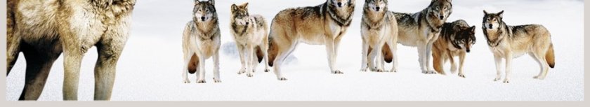 狼性文化企业团队文化建设PPT模板 第6张