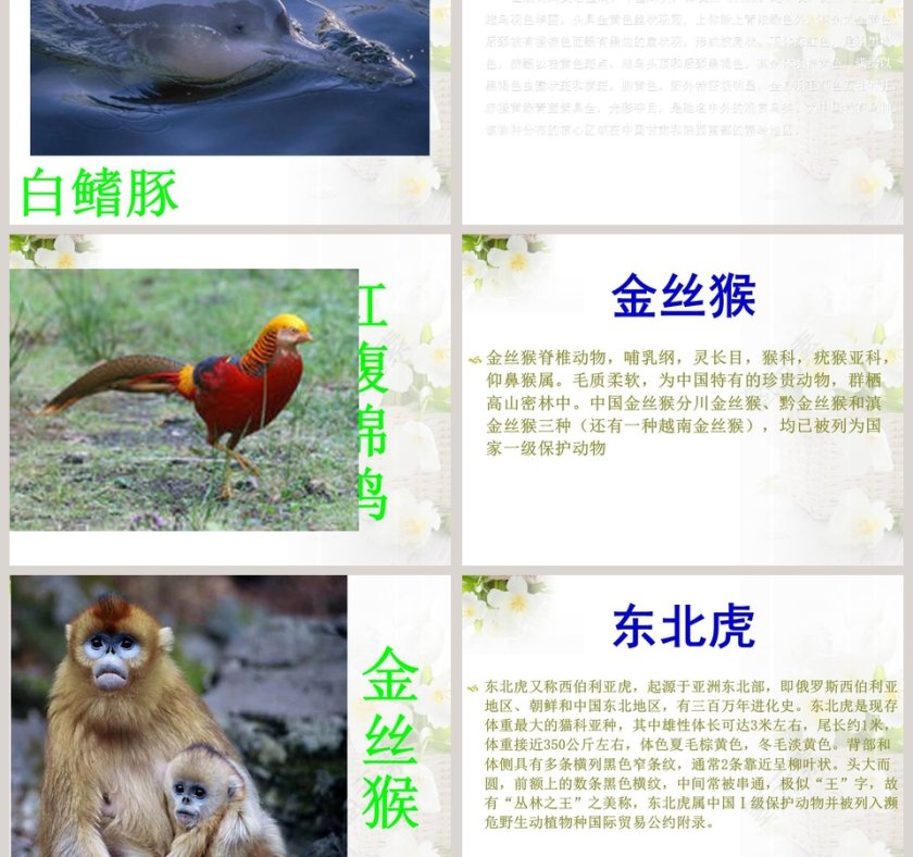 政务党建PPT模板-珍稀动植物保护工作汇报第3张