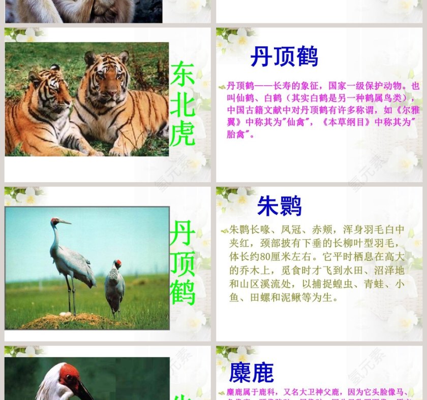 政务党建PPT模板-珍稀动植物保护工作汇报第4张